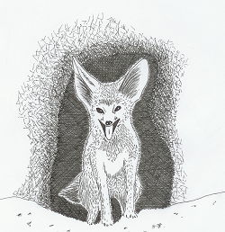fennec