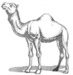 dromadaire