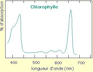 absorbance chlorophylle